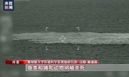 爆料空港大鲨鱼事件视频,神秘视频揭秘惊心动魄一幕